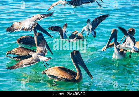 Pelikane und Möwen kämpfen um Nahrung in Zicatela Puerto Escondido Oaxaca Mexiko. Stockfoto