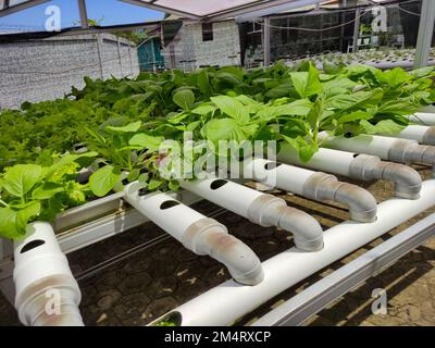 Senfgrüner mit einem hydroponischen Pflanzmodell Stockfoto