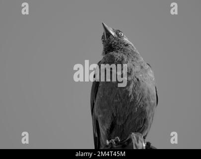 Nahaufnahme eines Vogels, der auf einem Ast gegen den klaren Himmel sitzt Stockfoto