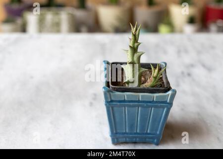 Stapia-Kleinpflanze im dekorativen Keramikbehälter Stockfoto