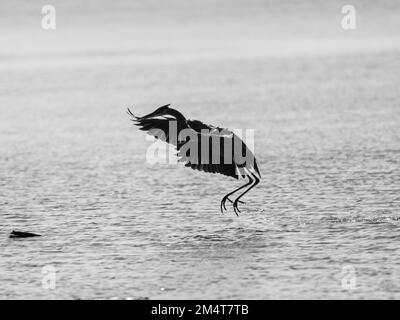 Eine malerische Graustufenaufnahme eines majestätischen Graureiherons im Flug über ruhiges Wasser Stockfoto