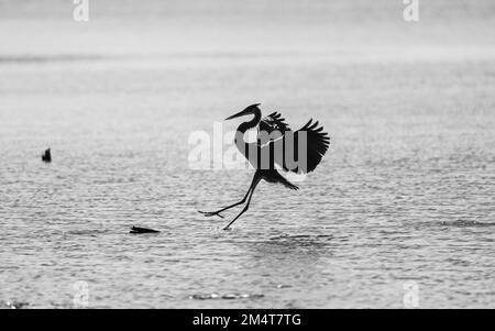 Eine malerische Graustufenaufnahme eines majestätischen Graureiherons im Flug über ruhiges Wasser Stockfoto