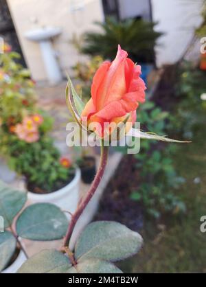 Wunderschöne rote Blütenknospe im Garten Stockfoto