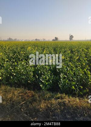 Senfblütengrünes Feld am Morgen Stockfoto