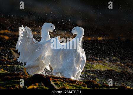 Zwei männliche Seetang-Gänse, die um das Paarungsrecht kämpfen. Falkland. Stockfoto