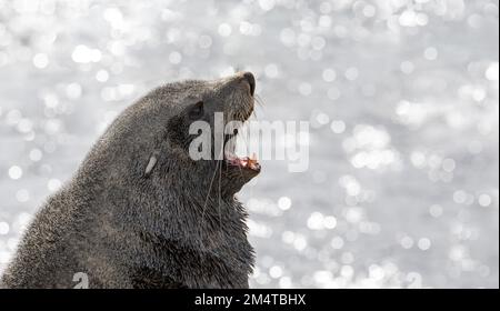 Der antarktische Seehund zeigt seine Zähne vor dem Hintergrund des schimmernden Meeres. Südgeorgien, Antarktis. Stockfoto