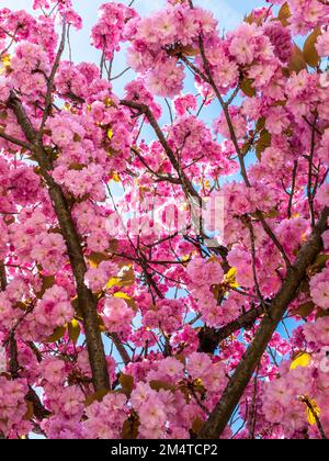 Ein paar Zweige rosafarbener doppelter Kirschblüten, die an einem sonnigen Frühlingstag aus dem Balg genommen wurden Stockfoto