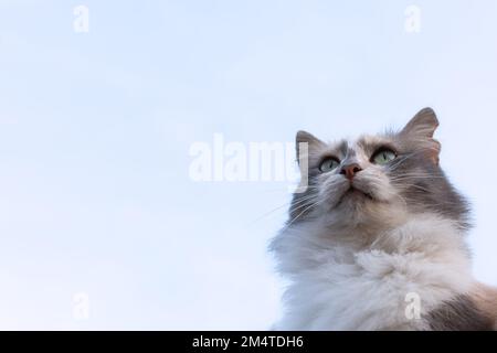 Katzenkopf Nahaufnahme zum Himmel. Graue flauschige Katze, die für die Kamera posiert. Natürliche Gestaltung von Postkarten, Websites für Tiere. Speicherplatz kopieren. Ansicht von unten o Stockfoto