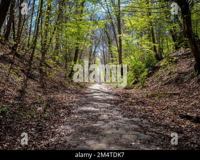 Eine Wanderung durch einen Wald im Frühling in der Stadt Thomery, nahe Paris, an einem sonnigen Tag Stockfoto