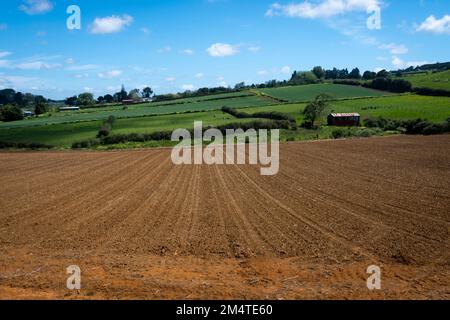 Fruchtbarer Boden auf dem Feld in Pukekohe, einem Marktgärtnergebiet südlich von Auckland, Nordinsel, Neuseeland Stockfoto