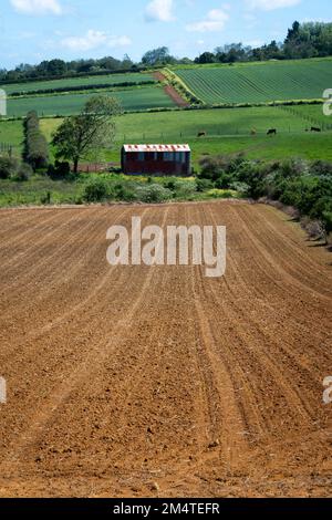 Fruchtbarer Boden auf dem Feld in Pukekohe, einem Marktgärtnergebiet südlich von Auckland, Nordinsel, Neuseeland Stockfoto