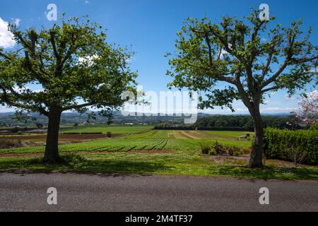 Kohl wächst auf dem Feld in Pukekohe, einem Marktgärtnergebiet südlich von Auckland, Nordinsel, Neuseeland Stockfoto