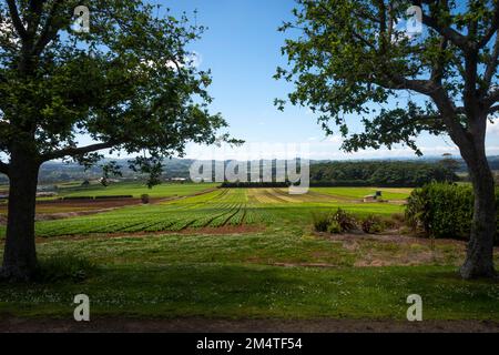 Kohl wächst auf dem Feld in Pukekohe, einem Marktgärtnergebiet südlich von Auckland, Nordinsel, Neuseeland Stockfoto