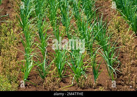 Zwiebeln wachsen auf dem Feld in Pukekohe, einem Marktgärtnergebiet südlich von Auckland, Nordinsel, Neuseeland Stockfoto