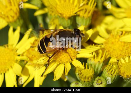 Drohnenfliege, Eristalis horticola, Synonym Eristalis lineata auf Blüten des gewöhnlichen Ragwurzes (Jacobaea vulgaris). Unscharfer Hintergrund. Sommer, Juli, Stockfoto