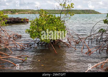 Mangrovenbäume mit ihren vielen atmenden Wurzeln wachsen entlang der Ufer des St. Joris Bay in Curacao. Stockfoto