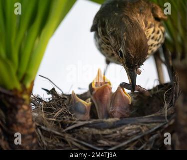 Sängerdrossel (Turdus philomelos) füttert ihre hungrigen Vögelchen im Nest. Stockfoto