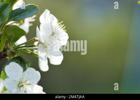 Weiße rosa Apfelblüte auf dem Apfelzweig. Blüten aus Früchten im Garten. Frühling in der Natur. Essensfoto Stockfoto