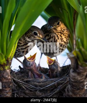 Song Soor (Turdus philomelos) Eltern füttern ihre hungrigen Vögel im Nest. Stockfoto
