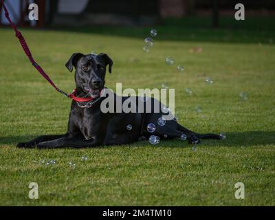 Gemischter schwarzer Hund, der auf dem Gras liegt Stockfoto