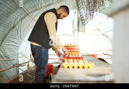 Hühnerzüchter, Eier und Mensch auf dem Bauernhof in der Scheune, die die Bewertung der Eierqualität, die Organisation des Tabletts und die Entnahme prüfen. Ernte, Landwirtschaft und Geflügel Stockfoto