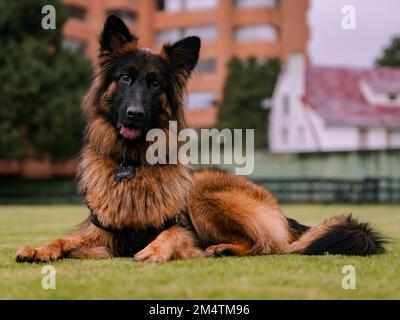Deutscher Hirte lag im Gras und lächelte in die Kamera Stockfoto