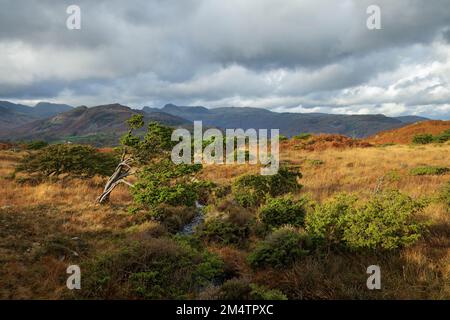 Juniper Trees auf Black fiel in der Nähe von Ambleside. Stockfoto