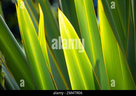 Flachsblätter, Otari Wilton Bush, Wellington, Nordinsel, Neuseeland Stockfoto