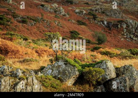 Kleiner Wacholderbusch, der auf Felsen im englischen Lake District wächst. Stockfoto