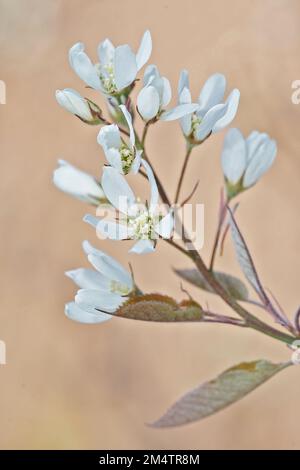 Natürliche Nahaufnahme auf einem weißen blühenden Amelanchier Lamarckii im Garten Stockfoto