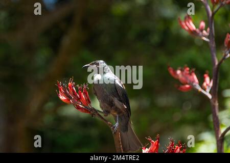 TUI füttert Flachsblumen, Otari Wilton Bush, Wellington, North Island, Neuseeland Stockfoto