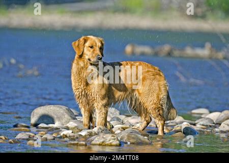 Golden Retriever steht im Fluss während der heißen Regenschauer im Sommer. Stockfoto