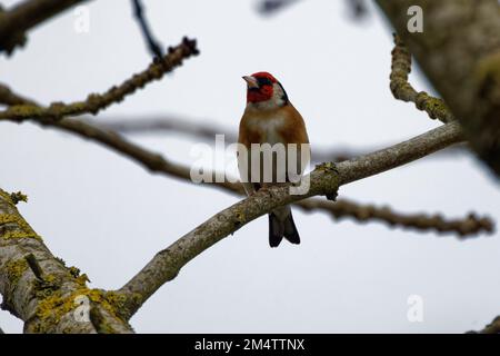 Stieglitz (Zuchtjahr Zuchtjahr) thront auf Zweig Stockfoto