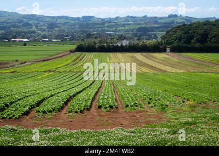 Kohl wächst auf dem Feld in Pukekohe, einem Marktgärtnergebiet südlich von Auckland, Nordinsel, Neuseeland Stockfoto