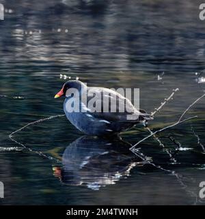 Moorhen (Gallinula chloropus) hoch oben auf einem untergetauchten Ast Stockfoto