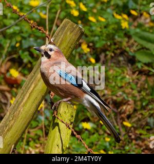 Jay stand auf dem Posten Stockfoto