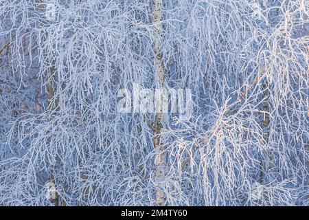 Äste von Bäumen bedeckt mit Frost auf einem Hintergrund von blauem Himmel Stockfoto