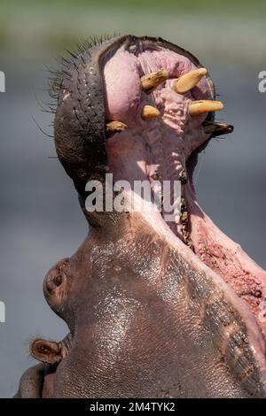 Nahaufnahme des Nilpferds in der Mündung des Flusses Stockfoto