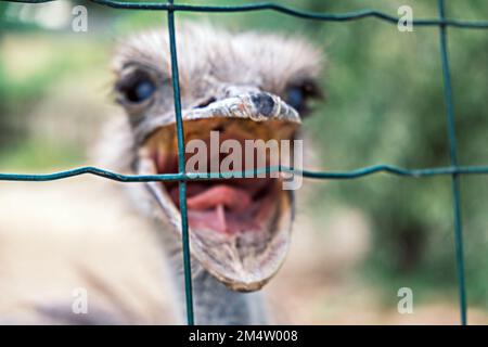 Bewegungsunschärfe Porträt eines Straußes mit offenem Schnabel, der ein Netz vor einem grünen Hintergrund angreift, Nahaufnahme. Stockfoto