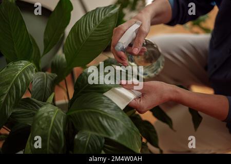 Nahaufnahme von Frauenhänden, die sich zu Hause um die Zimmerpflanzen kümmern und diese gießen. Pflanzenpflegekonzept Stockfoto