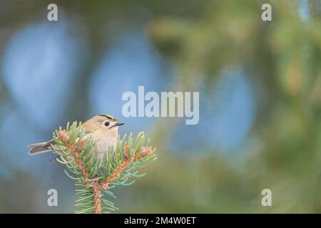 Hoch oben auf Tannenbäumen, dem kleinsten Vogel Europas (Regulus regulus) Stockfoto