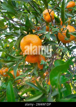 Eine Gruppe Tangerinen, reife Orange, die an einem Baum in einem Gemüsebeet hängt Stockfoto