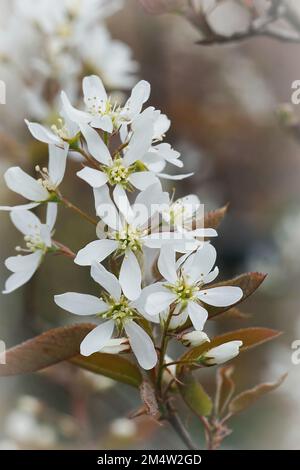 Natürliche Nahaufnahme auf einem weißen blühenden Amelanchier Lamarckii im Garten Stockfoto