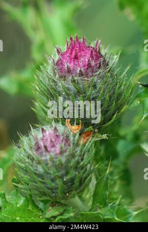 Natürliche Nahaufnahme an einer aufstrebenden Blütenknospe der europäischen marschdistel, Cirsium palustre Stockfoto