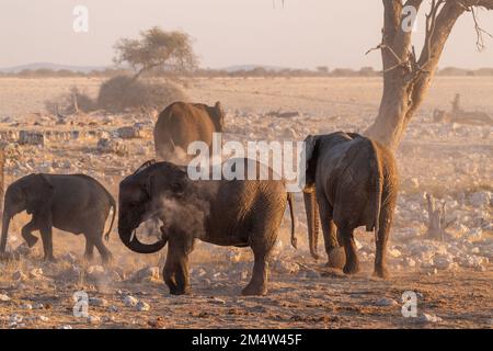 Eine Gruppe von Elefanten, die sich nach einem Bad in einem Wasserloch mit Schmutz bedecken. Etosha-Nationalpark, Namibia. Stockfoto