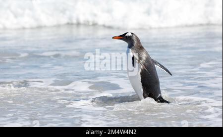 Gentoo-Pinguin, der durch die Wellen geht. Falkland. Stockfoto