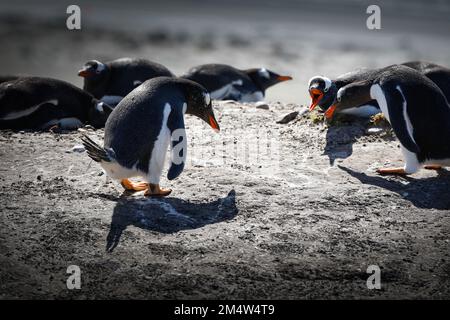 Gentoo-Pinguin, der versucht, einen Stein von einem Nestpaar in der Nähe zu stehlen. Falkland. Stockfoto