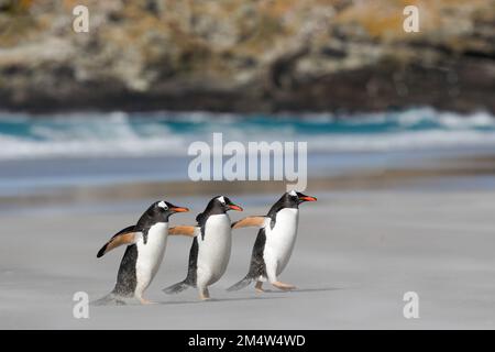 Eine Gruppe von drei Gentoo-Pinguinen, die an einem Sandstrand spazieren. Falkdlands, Antarktis. Stockfoto