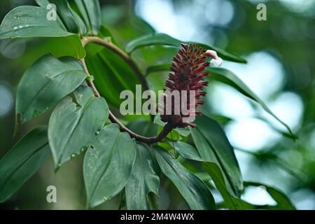 Wilder Krepe Ginger Blütenpüree an der Spitze spiralförmiger Stiel in einem Mountainbike-Park in einem Wald in Kuching, Sarawak. Stockfoto