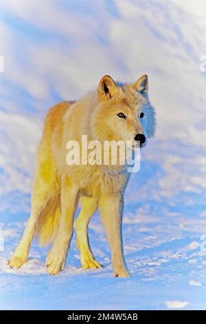 Porträt des wachsamen arktischen Wolfs, der in einer verschneiten Tundra steht, wunderschönes Sonnenlicht am frühen Morgen. Stockfoto